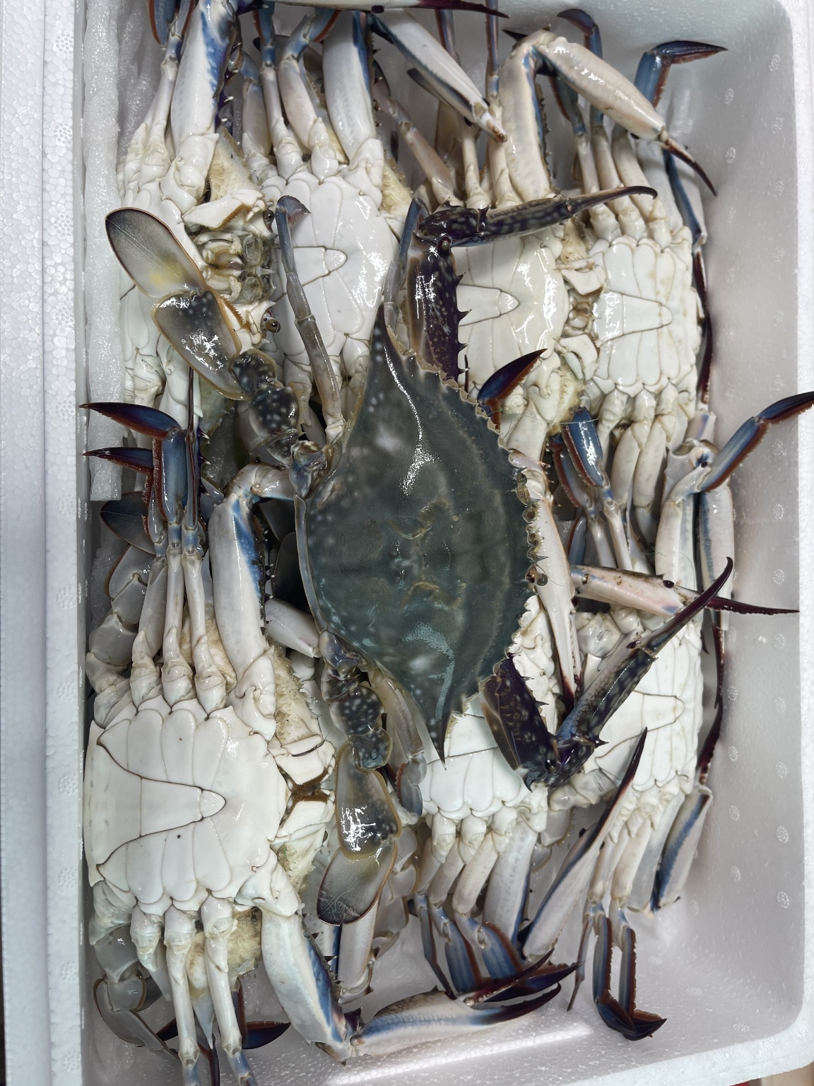 활꽃게 1Kg(2~4마리)