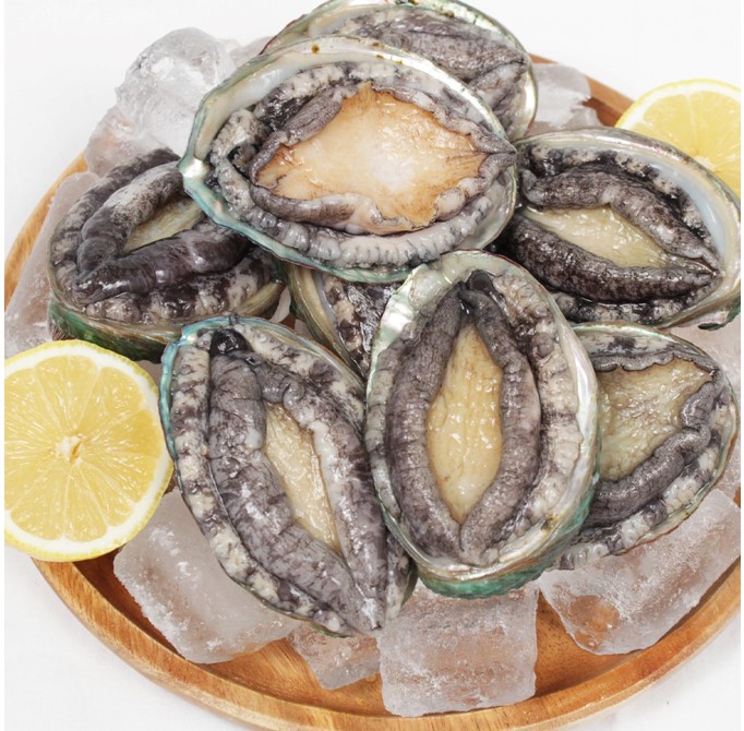 활전복 12미/10미/8미