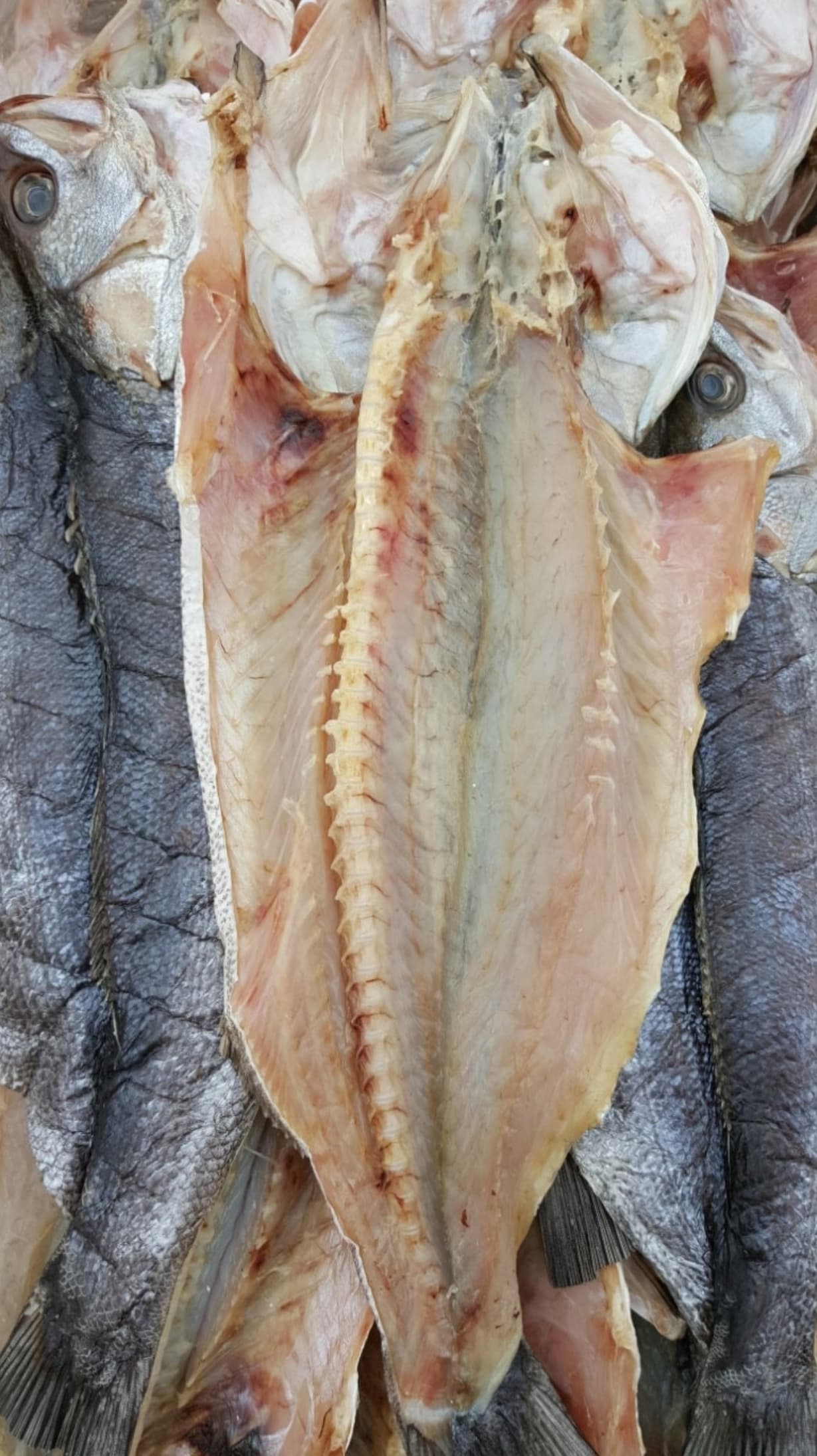 반건조농어(1마리, 40cm이상)