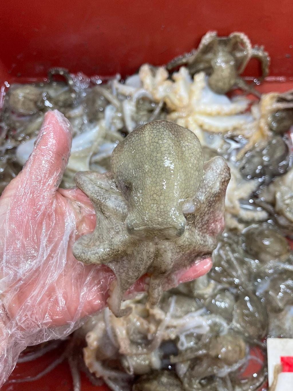 활쭈꾸미1kg(10미~13미)